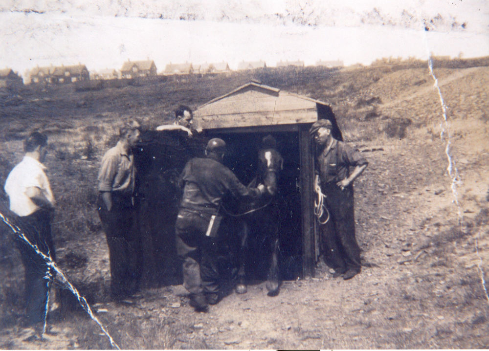 Pit pony being removed for the #4 Mine during the 1947 Coal Mining Strike.